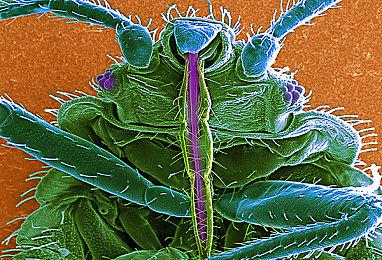 推出10年后 《DayZ》每日玩家人数首次超越50万